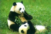 娱乐吃瓜酱大熊猫
