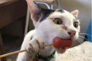 娱乐圈吃瓜猫是谁啊图片,揭秘网络红人的真实身份